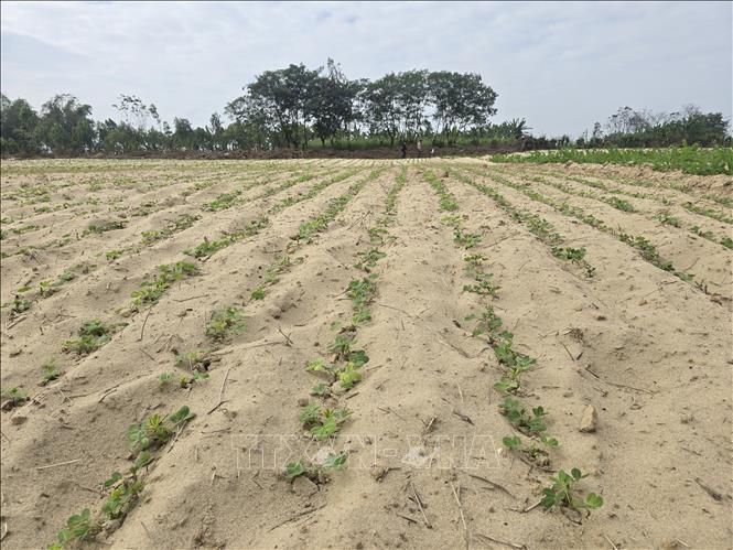 Dù cát vẫn còn phủ ruộng đồng, nhiều nông dân tại xã Gò Nổi (thành phố Đà Nẵng) vẫn xuống giống nhằm vớt vát vụ Đông Xuân. Ảnh: Khoa Chương - TTXVN