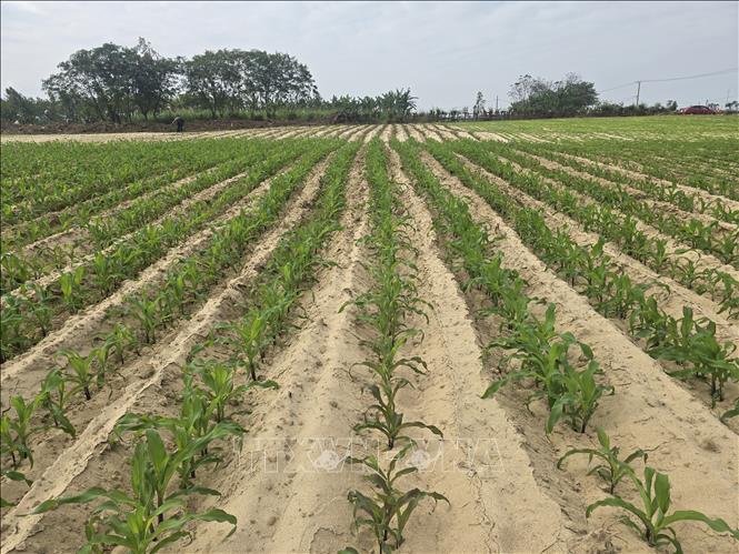 Dù cát vẫn còn phủ ruộng đồng, nhiều nông dân tại xã Gò Nổi (thành phố Đà Nẵng) vẫn xuống giống nhằm vớt vát vụ Đông Xuân. Ảnh: Khoa Chương - TTXVN