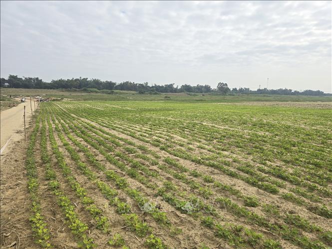 Những khu vực cát bồi lấp nhẹ tại xã Gò Nổi (thành phố Đà Nẵng) đã được người dân tự khắc phục nhằm tránh nguy cơ mất trắng vụ Đông Xuân. Ảnh: Khoa Chương - TTXVN