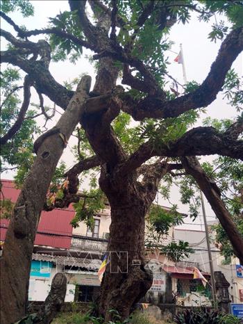 Tại sân Đình - Chùa Hiến, phường Hồng Châu, tỉnh Hưng Yên vẫn còn “cây nhãn tổ” hàng trăm năm tuổi, đã được dựng bia ghi danh, minh chứng cho nguồn gốc của giống nhãn lồng đặc sản Hưng Yên. Ảnh: Nguyễn Công Hải – TTXVN