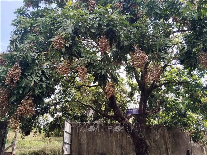 Cây đầu dòng nhãn cùi cổ của ông Bùi Xuân Tám (xã Tân Hưng, tỉnh Hưng Yên) chuẩn bị cho thu hoạch vụ nhãn năm 2025. Ảnh: Nguyễn Công Hải – TTXVN