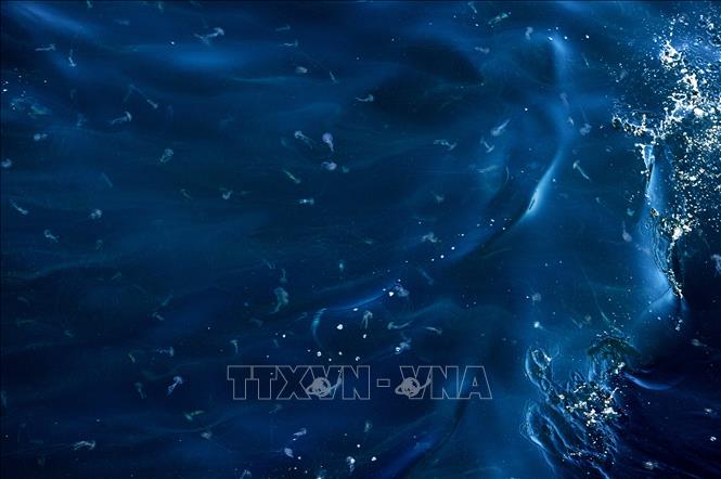 (Tư liệu) Đàn sứa tại vùng biển ở phía Bắc Ấn Độ Dương. Ảnh: THX/TTXVN