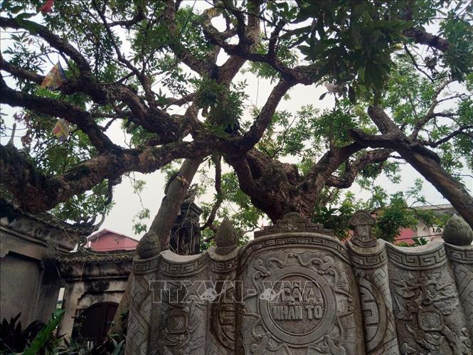 Tại sân Đình - chùa Hiến, phường Hồng Châu, tỉnh Hưng Yên vẫn còn “cây nhãn tổ” hàng trăm năm tuổi, đã được dựng bia ghi danh, minh chứng cho nguồn gốc của giống nhãn lồng đặc sản Hưng Yên. Ảnh: Nguyễn Công Hải – TTXVN