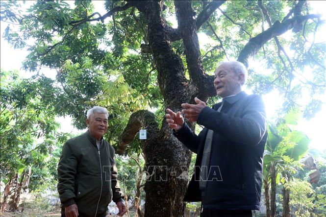 Đã ngoài 80 tuổi, hai anh em ông Trịnh Văn Cương và ông Trịnh Văn Hữu, ở thôn Nễ Châu, xã Tân Hưng (tỉnh Hưng Yên) vẫn tâm huyết với vườn nhãn quý 