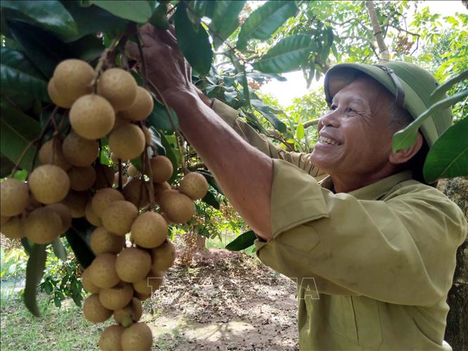 Ông Bùi Xuân Tám, xã Tân Hưng, tỉnh Hưng Yên là người sở hữu diện tích nhãn cùi cổ lớn nhất địa phương với hàng trăm cây nhãn cùi cổ mang thương hiệu 