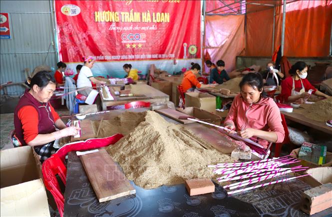 Tại các cơ sở sản xuất hương trầm, trung bình mỗi ngày một thợ cán hương (xoe hương) thạo nghề, có kỹ thuật và sự nhanh nhẹn, khéo léo có thể quấn được từ 1.500 đến gần 2.000 que hương trầm. Ảnh: Xuân Tiến - TTXVN 
