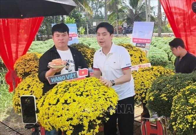 Phát sóng bán hàng trực tiếp sản phẩm cúc mâm xôi của nông dân Chợ Lách. Ảnh: Huỳnh Phúc Hậu - TTXVN