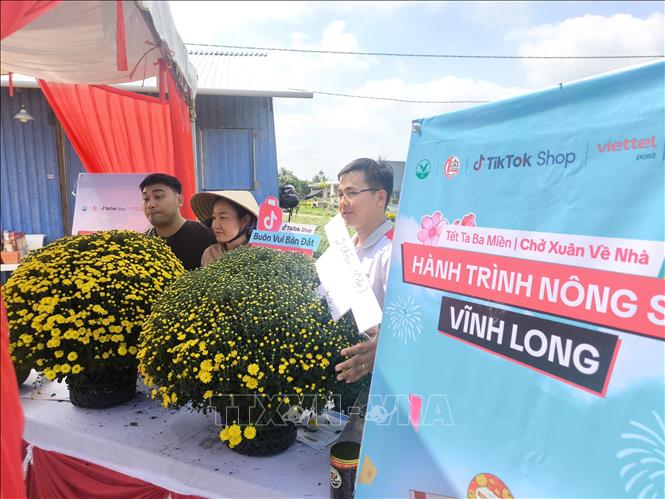 Phát sóng bán hàng trực tiếp sản phẩm cúc mâm xôi của nông dân Chợ Lách. Ảnh: Huỳnh Phúc Hậu - TTXVN