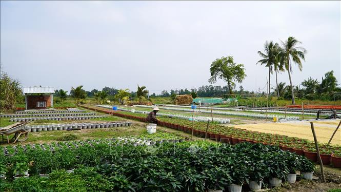 Nông dân An Giang chăm sóc hoa vạn thọ phục vụ thị trường Tết Bính Ngọ 2026. Ảnh: Văn Sĩ - TTXVN                               
