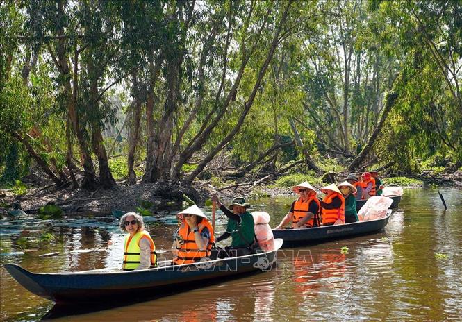 Rừng tràm Trà Sư thu hút du khách bởi vẻ đẹp thơ mộng, đa dạng sinh học. Ảnh: Khánh Hoà - TTXVN