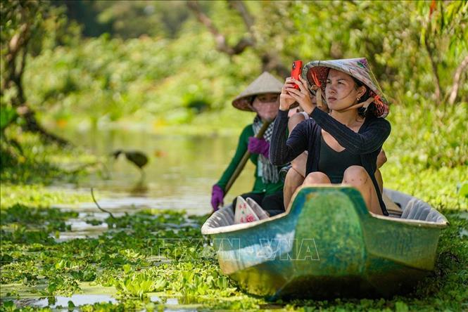 Rừng tràm Trà Sư thu hút du khách bởi vẻ đẹp thơ mộng, đa dạng sinh học. Ảnh: Khánh Hoà - TTXVN