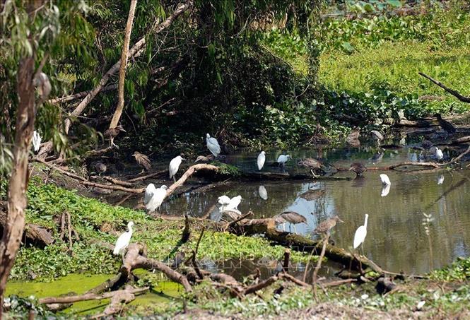 Rừng tràm Trà Sư là thiên đường của các loài chim nước với hơn 70 loài chim khác nhau. Ảnh: Khánh Hoà – TTXVN