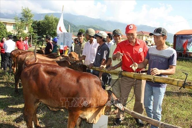 Hội Chữ thập đỏ Việt Nam phối hợp với Hội Chữ thập đỏ tỉnh Quảng Ngãi tổ chức trao tặng 100 con bò giống thuộc dự án “Ngân hàng bò” cho 100 hộ đồng bào nghèo, có hoàn cảnh đặc biệt khó khăn của 7 xã, thị trấn (tháng 12/2015). Ảnh: Sỹ Thắng - TTXVN