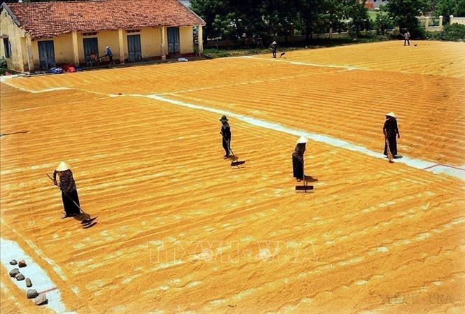 Giai đoạn 2011 - 2015, Việt Nam hoàn thành trước thời hạn nhiều Mục tiêu Phát triển Thiên niên kỷ, nhất là về giảm nghèo. Tỷ lệ hộ nghèo giảm từ 14,2% năm 2010 xuống dưới 4,5% năm 2015, riêng các huyện nghèo giảm từ 58,3% xuống còn 28%. Ảnh: Quang Quyết - TTXVN