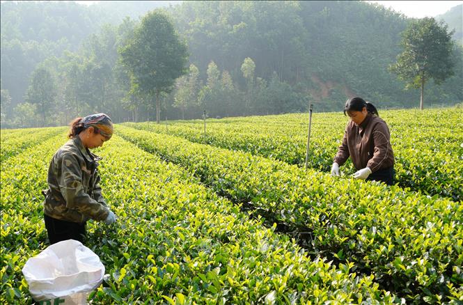 Members of the Lien Minh Safe Agricultural Products Cooperative in Trang Xa commune (Thai Nguyen province) harvesting tea. VNA Photo: Hoàng Nguyên