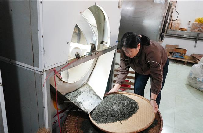 Drying specialty dry tea leaves at Lien Minh Safe Agricultural Products Cooperative, Trang Xa commune, Thai Nguyen province. VNA Photo: Hoàng Nguyên