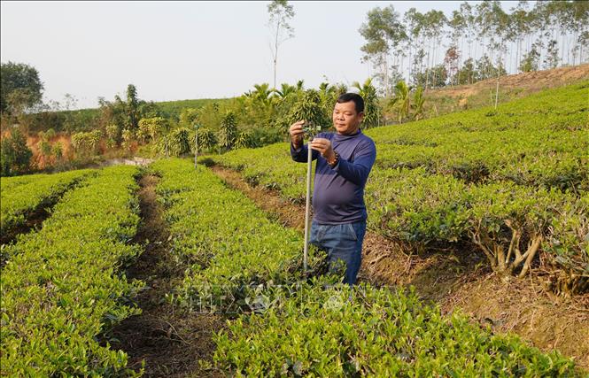 A member of the Song Cau Organic Tea Cooperative in Dong Hy commune inspect the automatic irrigation system for tea plantations ready for harvest. VNA Photo: Hoàng Nguyên