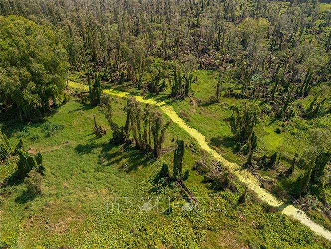 Rừng tràm Trà Sư là khu du lịch sinh thái ngập nước tiêu biểu của Đồng bằng sông Cửu Long, nổi tiếng với cảnh quan rừng tràm xanh mướt, hệ sinh thái phong phú. Ảnh: Khánh Hoà - TTXVN