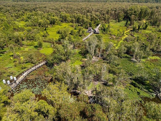 Rừng tràm Trà Sư là khu du lịch sinh thái ngập nước tiêu biểu của Đồng bằng sông Cửu Long. Ảnh: Khánh Hoà - TTXVN