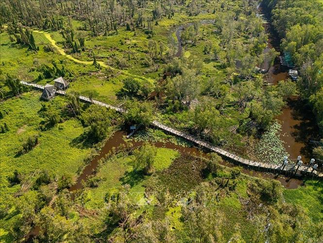 Rừng tràm Trà Sư nổi tiếng với cảnh quan rừng tràm xanh mướt, hệ sinh thái phong phú. Ảnh: Khánh Hoà - TTXVN