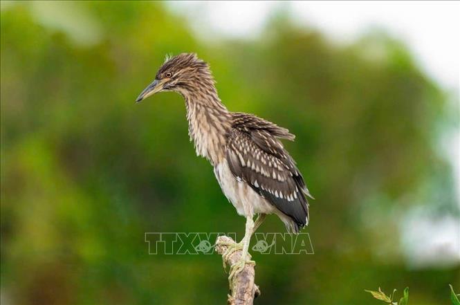 Rừng tràm Trà Sư là ngôi nhà chung của các loài chim nước với hơn 70 loài khác. Ảnh: TTXVN phát