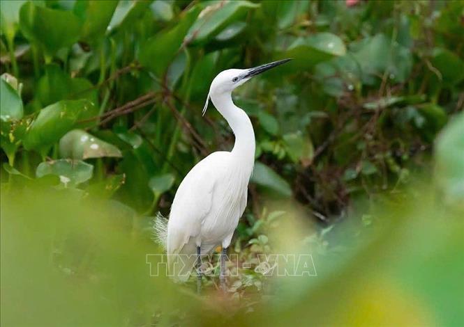 Rừng tràm Trà Sư là ngôi nhà chung của các loài chim nước với hơn 70 loài khác. Ảnh: TTXVN phát