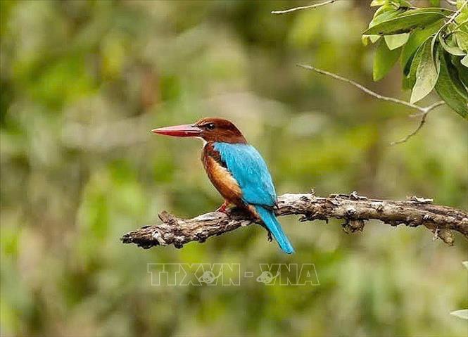 Rừng tràm Trà Sư là ngôi nhà chung của các loài chim nước với hơn 70 loài khác. Ảnh: TTXVN phát