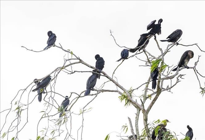 Rừng tràm Trà Sư là ngôi nhà chung của các loài chim nước với hơn 70 loài khác. Ảnh: TTXVN phát