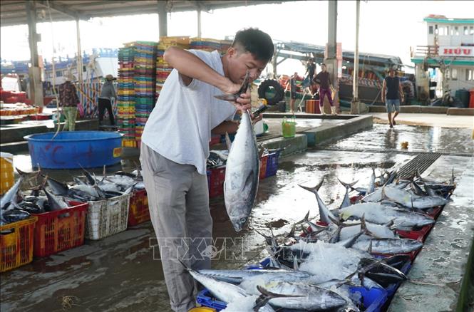 Các thương lái thu mua cá mình cần ngay khi tàu vừa cập bến để kịp thời đem cung ứng ra thị trường. Ảnh: Huỳnh Anh - TTXVN