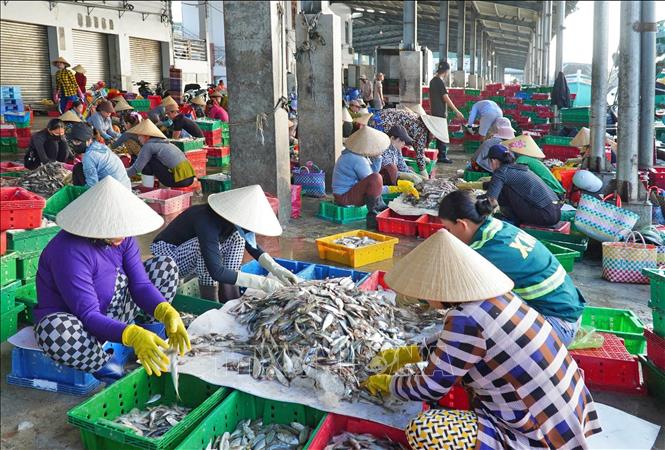 Sản lượng đánh bắt tăng cao, từ đó nhiều phụ nữ ở xã Sông Đốc cũng có thu nhập từ việc phân loại cá cho các tàu cập bến. Ảnh: Huỳnh Anh - TTXVN