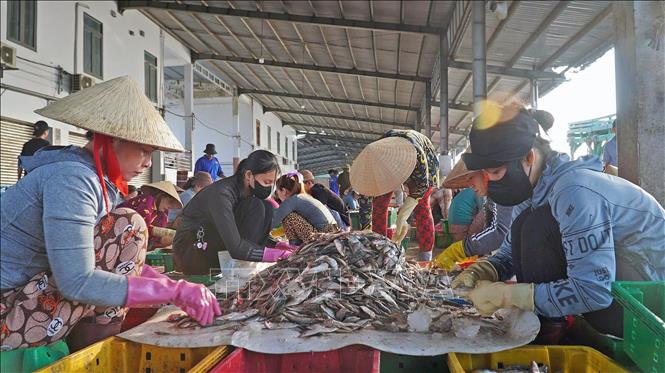 Trúng mùa cá đã giúp cư dân miền biển có thêm việc làm, tăng thu nhập, từ đó thêm yên tâm đón cái Tết cổ truyền trong sung túc, đầm ấm. Ảnh: Huỳnh Anh - TTXVN