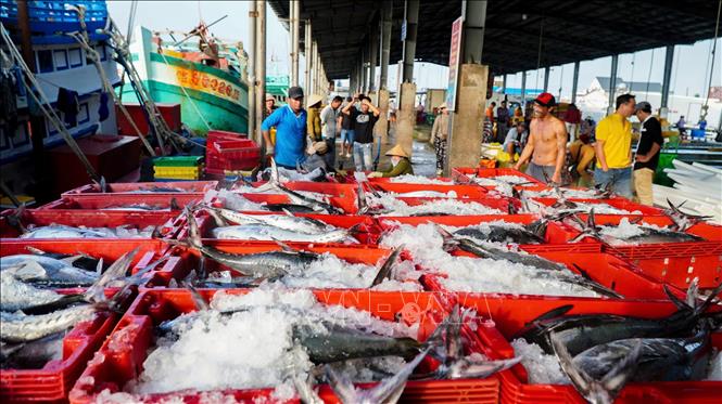 Sự thuận lợi của thời tiết và nguồn lợi hải sản dồi dào đã giúp nhiều chủ tàu tại tỉnh Cà Mau thu về lợi nhuận khủng trong dịp cuối năm. Ảnh: Huỳnh Anh - TTXVN