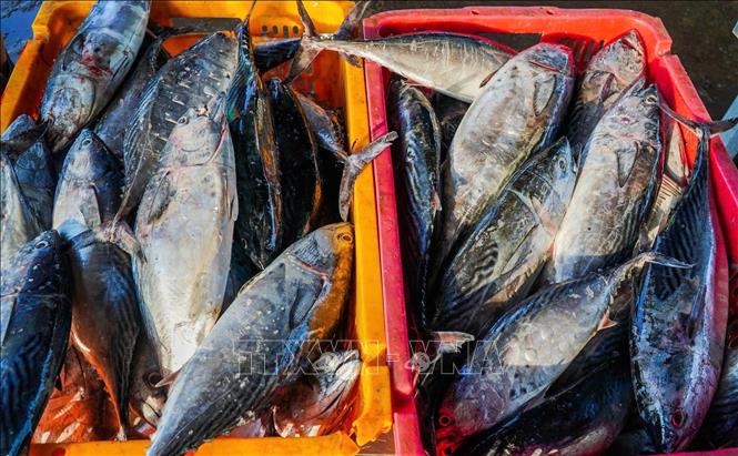 Nhiều tàu cá cập cảng trong tình trạng đầy khoang, có những phương tiện đạt doanh thu bán cá lên đến hơn 1 tỷ đồng. Ảnh: Huỳnh Anh - TTXVN