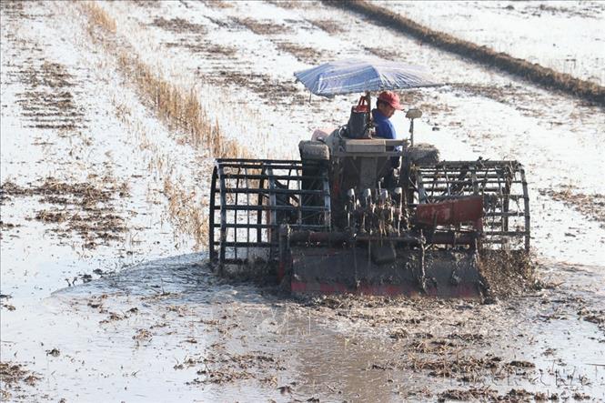 Thực hiện Chiến lược quốc gia về tăng trưởng xanh của Việt Nam, các biện pháp khuyến khích doanh nghiệp trong và ngoài nước tiếp cận và áp dụng mô hình nông nghiệp xanh, phát triển công nghiệp xanh. Trong ảnh: Cơ giới hóa 100 % khâu làm đất và thu hoạch lúa tại tỉnh Đồng Tháp. Ảnh: TTXVN