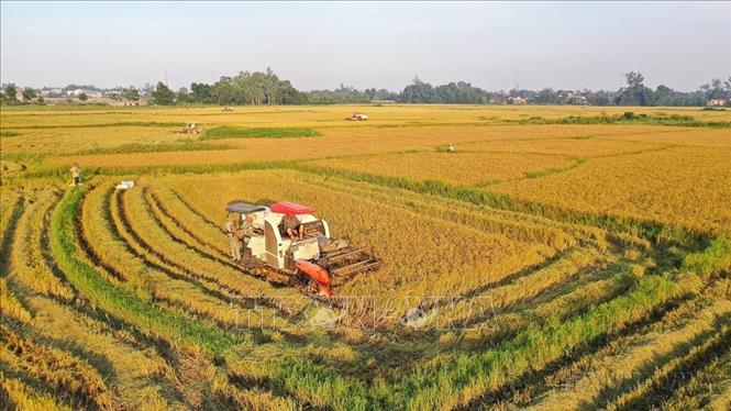 Giai đoạn 2016 - 2025, nền kinh tế đất nước đã có sự chuyển biến tích cực, toàn diện trên nhiều lĩnh vực, định hướng ứng dụng khoa học - công nghệ và đổi mới sáng tạo của Việt Nam cũng gắn chặt với mục tiêu phát triển bền vững và tăng trưởng xanh. Trong ảnh: Nông dân huyện Cam Lộ thu hoạch lúa Đông Xuân. Ảnh: Hồ Cầu - TTXVN