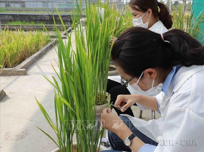 Giai đoạn 2016 - 2025, nền kinh tế đất nước đã có sự chuyển biến tích cực, toàn diện trên nhiều lĩnh vực, định hướng ứng dụng khoa học - công nghệ và đổi mới sáng tạo của Việt Nam cũng gắn chặt với mục tiêu phát triển bền vững và tăng trưởng xanh. Trong ảnh: Kỹ sư tiến hành thụ phấn giống lúa đang nghiên cứu tại Viện nghiên cứu nông nghiệp Lộc Trời, tỉnh An Giang. Ảnh: Phạm Hậu - TTXVN