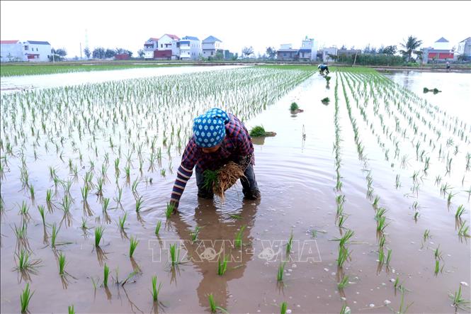 Một số diện tích ở chân ruộng trũng được nông dân xã Hưng Hà (Hưng Yên) cấy sớm. Ảnh: Đinh Văn Nhiều - TTXVN