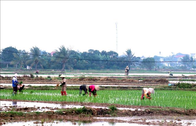 Nông dân xã Hưng Hà (Hưng Yên) cấy lúa vụ Đông Xuân. Ảnh: Đinh Văn Nhiều-TTXVN