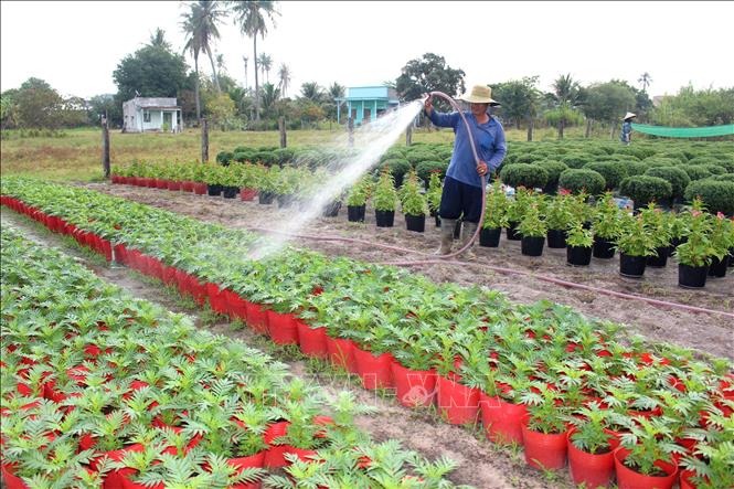 Nhà vườn ở xã Hồng Sơn (Lâm Đồng) chăm sóc hoa cảnh để kịp phục vụ thị trường Tết. Ảnh: Hồng Hiếu - TTXVN