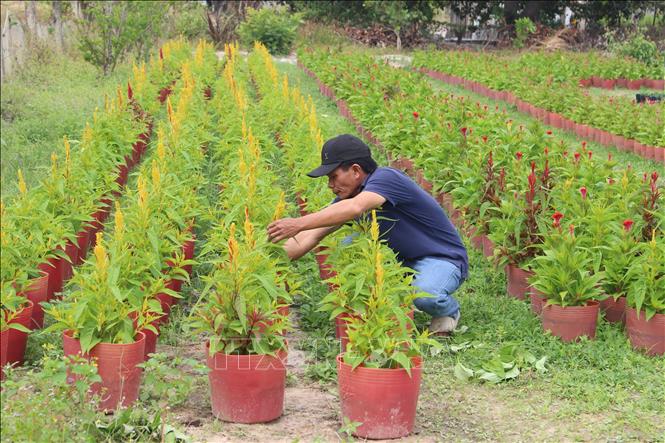 Chăm sóc hoa mào gà là một trong những giống hoa truyền thống được người dân địa phương ưa chuộng vào mỗi dịp Tết. Ảnh: Hồng Hiếu - TTXVN