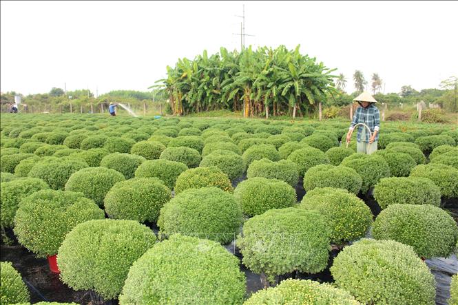 Chủ vườn hoa ở xã Hồng Sơn (Lâm Đồng) chăm sóc hoa cảnh Tết. Ảnh: Hồng Hiếu - TTXVN