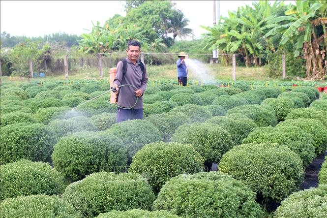 Chủ vườn ở xã Hồng Sơn (Lâm Đồng) chăm sóc hoa Tết. Ảnh: Hồng Hiếu - TTXVN