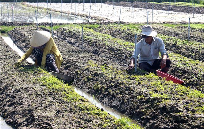 Nông dân ở Phú Cường, phường Hàm Thắng (Lâm Đồng) áp dụng kỹ thuật canh tác VietGAP trong sản xuất rau phục vụ thị trường Tết. Ảnh: Hồng Hiếu - TTXVN