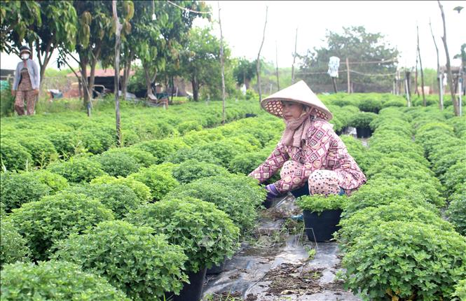 Nhiều nhà vườn chuyên canh hoa tại xã Hồng Sơn (Lâm Đồng) chăm sóc hoa Tết. Ảnh: Hồng Hiếu - TTXVN