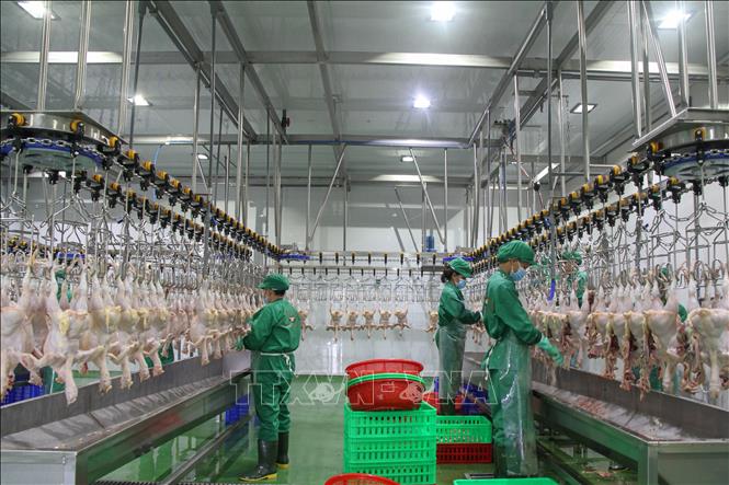 Công nhân làm việc tại Nhà máy giết mổ gia cầm tập trung, bảo đảm quy trình kỹ thuật và an toàn vệ sinh thực phẩm. Ảnh: Giang Phương – TTXVN