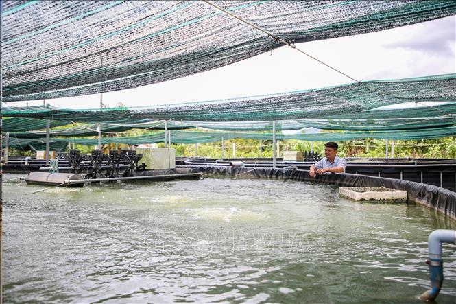 Mô hình nuôi cá chạch tại phường Bình Minh do người dân chủ động triển khai, mang lại hiệu quả kinh tế cao, tạo việc làm cho lao động địa phương. Ảnh: Giang Phương – TTXVN