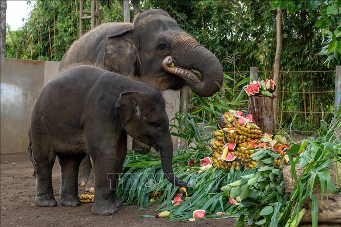 Voi Sumatra tại khu bảo tồn ở Bali, Indonesia. Ảnh: THX/TTXVN