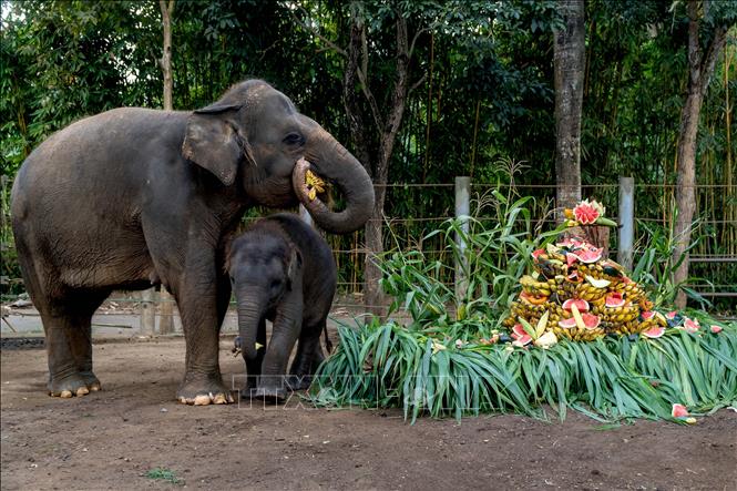 Voi Sumatra tại khu bảo tồn ở Bali, Indonesia. Ảnh: THX/TTXVN