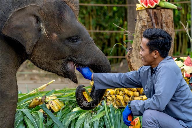Voi Sumatra tại khu bảo tồn ở Bali, Indonesia. Ảnh: THX/TTXVN