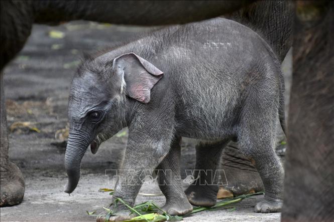 Voi Sumatra tại khu bảo tồn ở Batu, Đông Java, Indonesia. Ảnh: THX/TTXVN